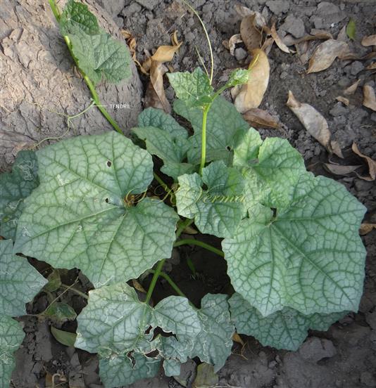  Leaves